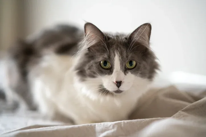 Is AI translation good enough for video game translations?