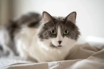 Is AI translation good enough for video game translations?